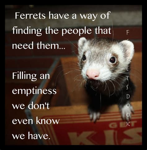 Ferret Love Quotes. QuotesGram