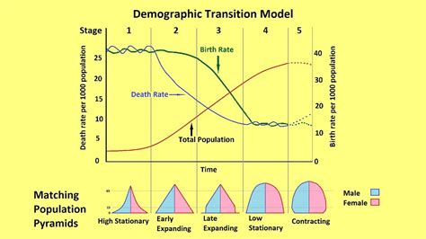 Why Populations Grow and the Demographic Transition Model - YouTube