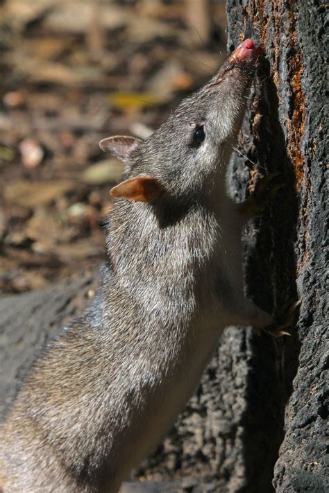 Long-nosed Bandicoot