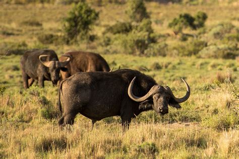 Buffle d'Afrique : taille, poids, cornes, habitat, vitesse, reproduction, longévité