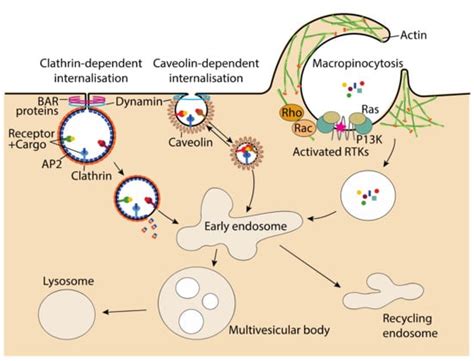 Receptor Mediated Endocytosis Clathrin