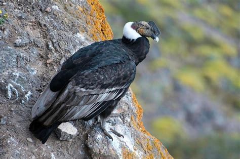 Andean Condor Facts, Range, Habitat, Adaptations, Pictures