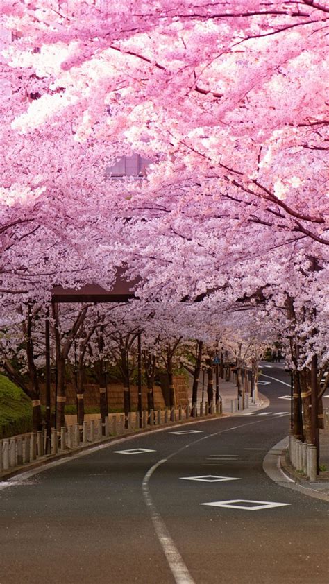 Japan Cherry Blossom Desktop Wallpaper : 10 Best Cherry Blossom Desktop Backgrounds Full Hd 1920 ...