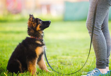 Obedience Training - Sutherland Shire Dog Training Club