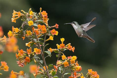 Hummingbird Nectar Recipe - Everyday Shortcuts