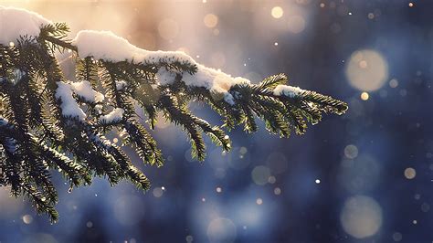 Snow on Tree Branch wallpaper | nature and landscape | Wallpaper Better