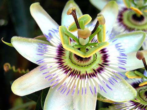 Free photo: Passion, Flower, Passion Flower - Free Image on Pixabay ...