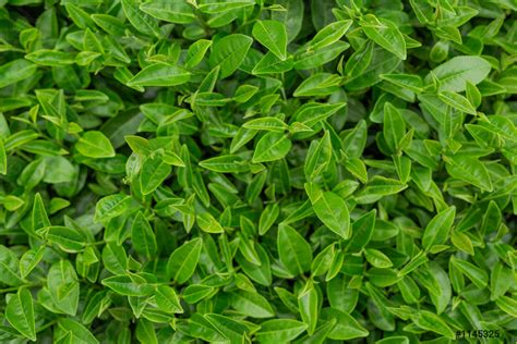 Green tea leaf background in tea plantations - stock photo 1145325 | Crushpixel