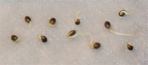 How To Germinate Cannabis Seeds in 2024 - A Guide For Beginners - Kind ...