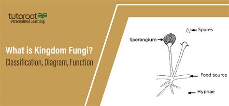 What is Kingdom Fungi? - Classification, Diagram, Function