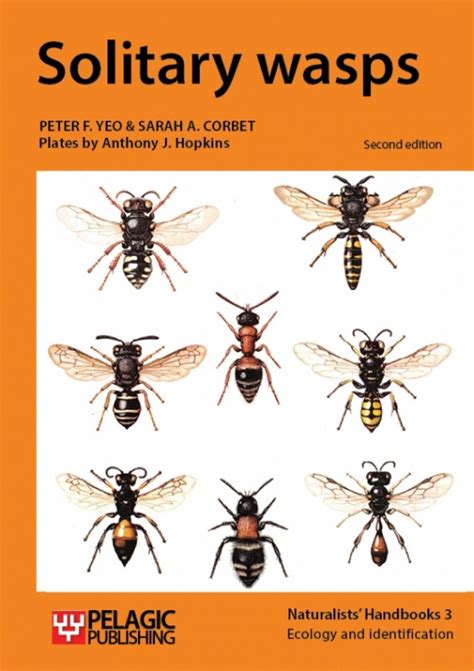 Solitary Wasps | NHBS Field Guides & Natural History