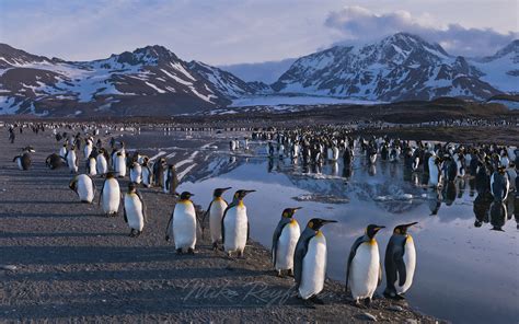 Evening With The Kings. King Penguin (Aptenodytes patagonicus) Colony ...