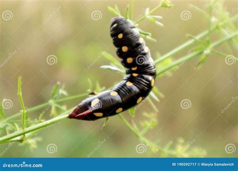 A Black Caterpillar with Yellow Spots Crawls Along a Branch of a Plant ...