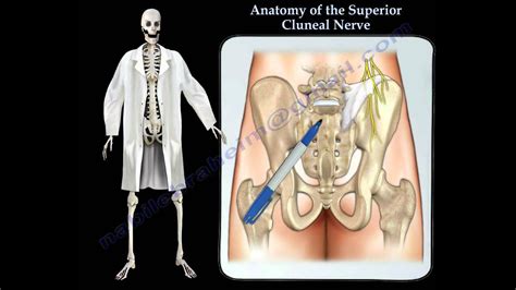 Anatomy Of The Superior Cluneal Nerve - Everything You Need To Know - Dr. Nabil Ebraheim ...