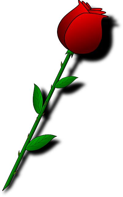 Rose Red Flower · Free vector graphic on Pixabay