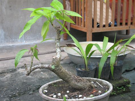 Mango Tree | A Philippine or carabao mango, a bonsai materia… | Flickr