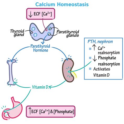 Physiology Glossary: Parathyroid Glands & Calcium Homeostasis | Draw It ...