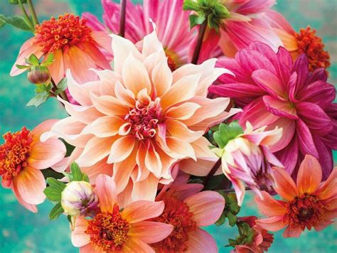 We need to talk about dahlias - and Sarah Raven, cut-flower queen • Colourful Beautiful Things