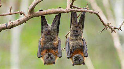 Bats Use Screamo and Death Metal Growls to Communicate to Each Other