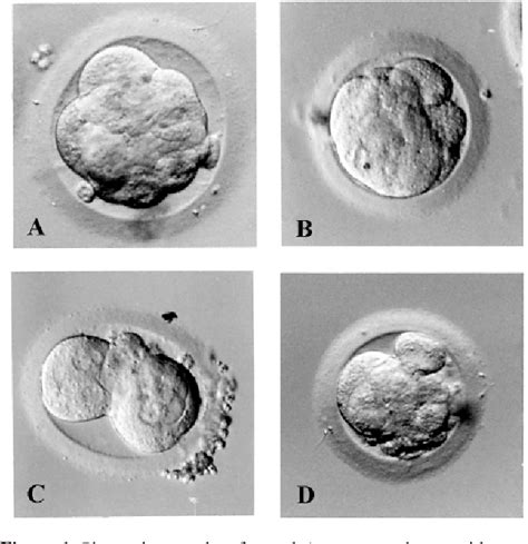 Table III from The neglected morula/compact stage embryo transfer ...