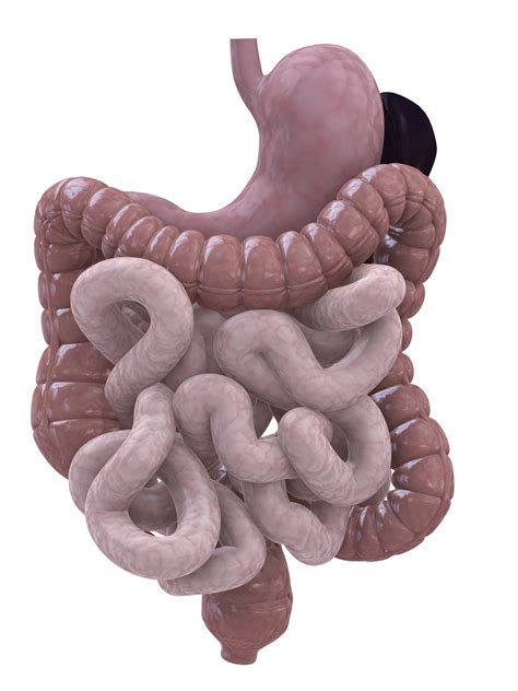 How well do you know your digestive system? - Love Your Gut