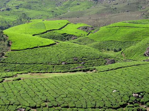 Munnar, Kerala, India - YourAmazingPlaces.com