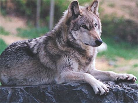 Minnesota ranchers want wolves off endangered list | MPR News