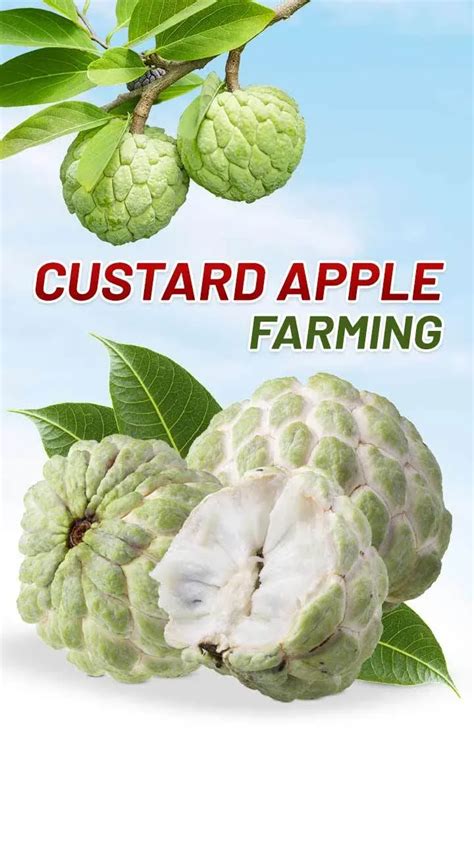 Tips For Custard Apple Farming in India 2023