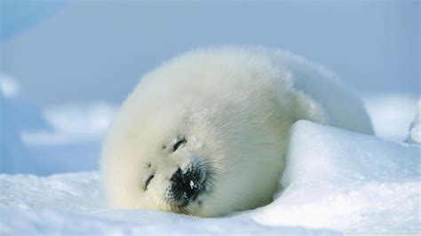 HD Seal Wallpapers - Top Free HD Seal Backgrounds - WallpaperAccess