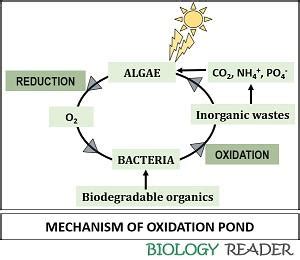 What is Oxidation Pond? Definition, Mechanism & Process - Biology Reader