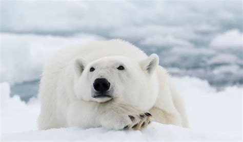 What Color is a Polar Bear? [The Answer is Not What You Think]