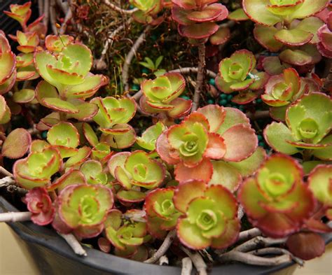 Dragon's Blood Sedum (Stonecrop) • Kiwi Nurseries Ltd