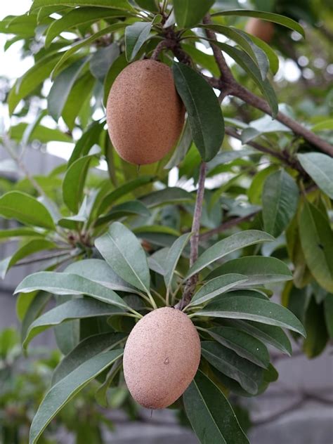 5 seeds Rare Chicle Tropical Tree Chewing Gum Tree | Etsy