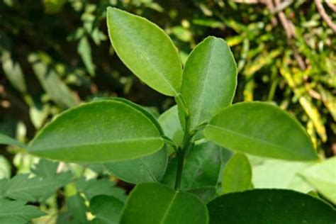 Growing Lemon Trees From Seed - Life and Agri