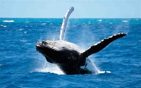 Where to See Whales in Cape Town - cometocapetown.com