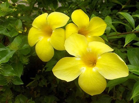 Allamanda cathartica | Growing Golden Trumpet vine - Naturebring