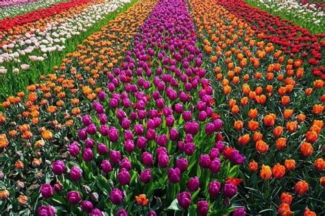 7 Stunning Tulip Farms Near Me - Days Out On The Farm