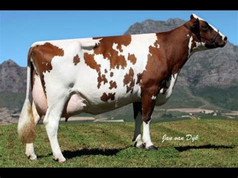 Ayrshire cows - YouTube