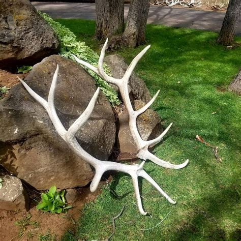 HUGE Real Elk Antler SET Shed Antlers Matching Pair Moose | Etsy