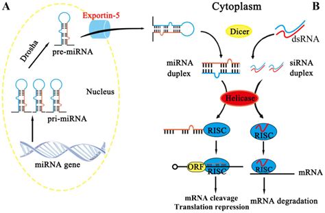 The Rna Code Comes Into Focus