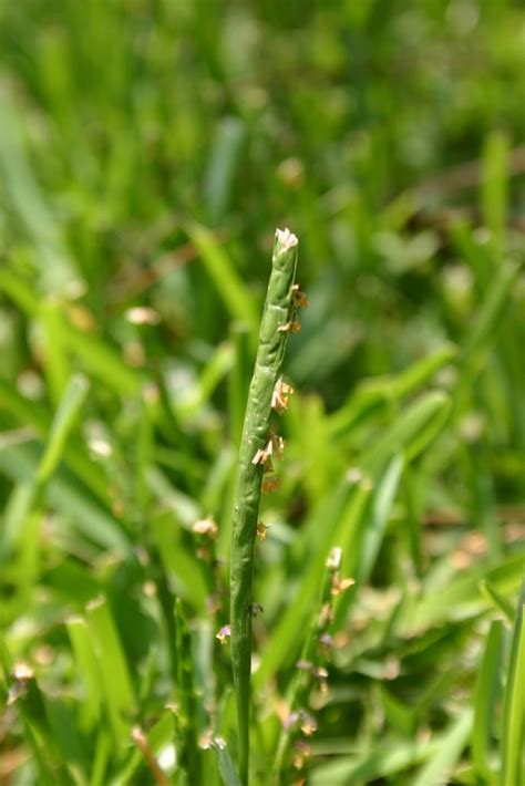 Centipedegrass vs St. Augustine grass | Walter Reeves: The Georgia Gardener