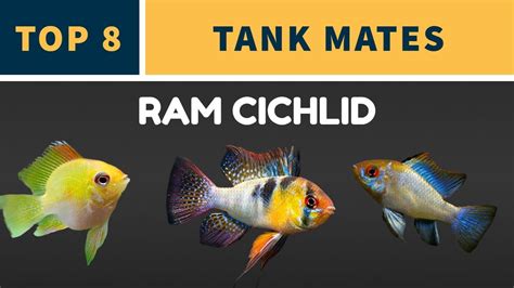 TOP 8 RAM CICHLID TANK MATES - YouTube