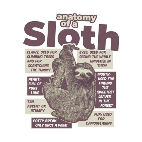 Anatomy of a Sloth - Funny Sloth - T-Shirt | TeePublic