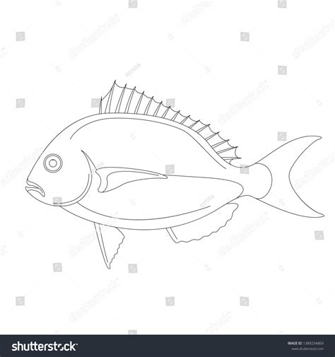 Scup Fish Vector Illustration Lining Draw Stock Vector (Royalty Free) 1389234869 | Shutterstock