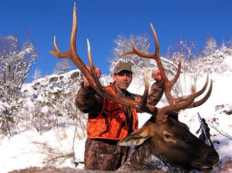 Rifle Elk Best Hunts | Montana Hunting Outfitter