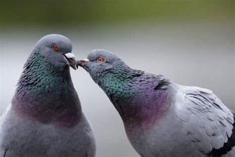 What Sound Does a Pigeon Make? – Pigeonpedia