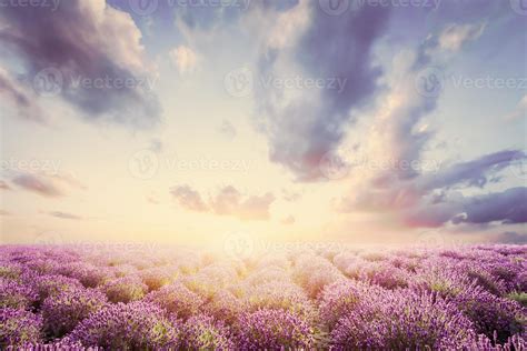 Lavender flower field at sunset. Vintage 7843660 Stock Photo at Vecteezy