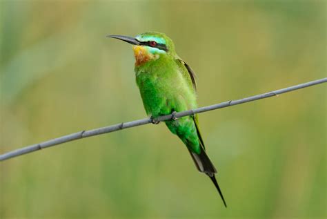 Blue-cheeked Bee-eater - Birds - South Africa