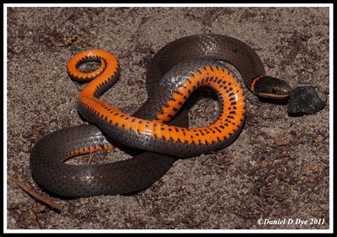 Southern Ringneck Snake | Florida Backyard Snakes