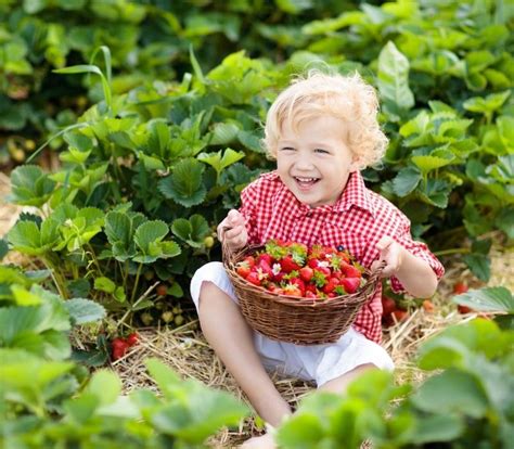 Find your Favorite U-Pick Farms in Southwest Michigan for Strawberries ...